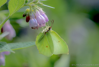 BRIMSTONE (Gonepteryx rhamni)